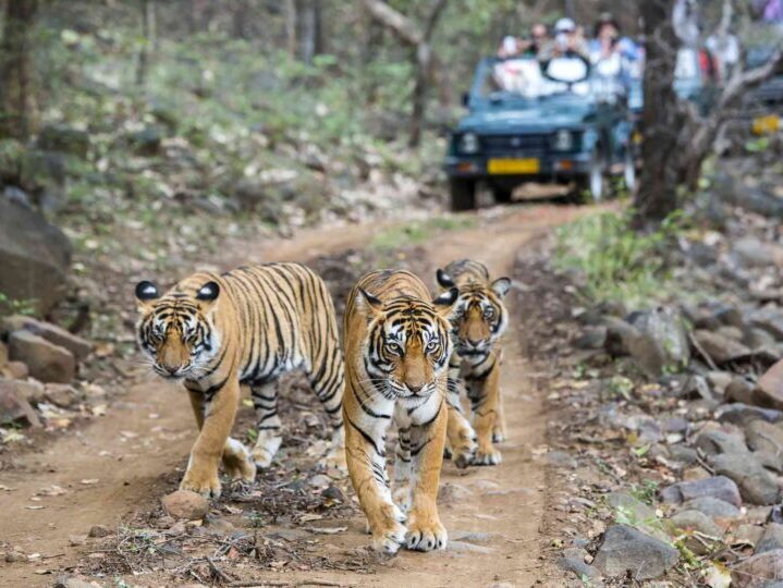 Ranthambore National Park Tigers