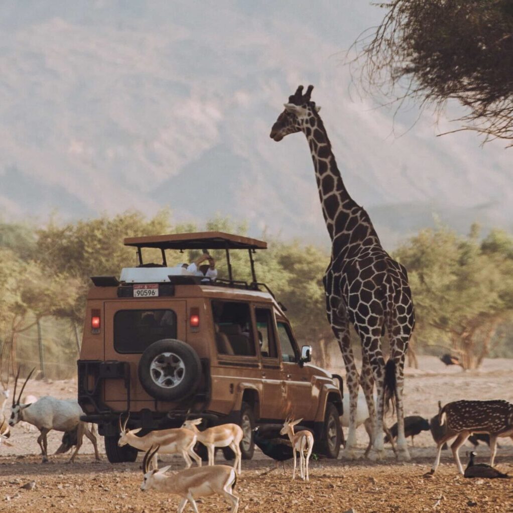 bani yas island arabian wildlife adventure safari