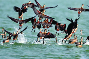 birds sundarbans