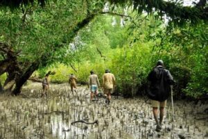 mangroves sundarban