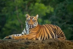 sundarban tiger