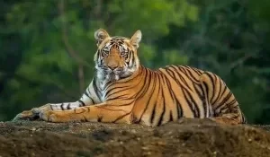 sundarban tiger