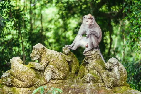 ubud monkey forest bali