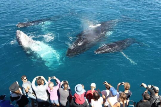 whale watching mirissa