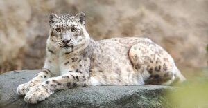 Hemis Ladakh Snow Leopard