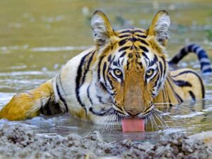 Tadoba Tiger Reserve