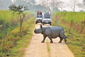 kaziranga rhinoceros